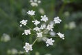 Cumin flower Royalty Free Stock Photo