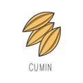 Cumin line vector illustration, cooking isolated icon.