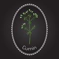 Cumin plant Royalty Free Stock Photo