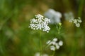 Cumin plant in the garden. Royalty Free Stock Photo