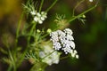 Cumin plant in the garden. Royalty Free Stock Photo