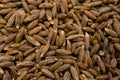 Cumin seed Royalty Free Stock Photo