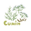 Cumin seed with flowers and leaves. Vector illustration. Aromatic plant cumin. Cooking flavor ingredient. Cumin Zira seeds
