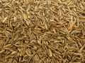 Cumin Seeds Royalty Free Stock Photo