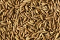 Cumin Seeds Royalty Free Stock Photo