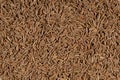 Cumin seeds Royalty Free Stock Photo