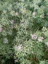 CUMIN seeds plant jeera tree Jira farm Jeera biz fluffy volume bush of cumin (zira) on a farming in INDIA