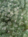 CUMIN seeds plant jeera tree Jira farm Jeera biz fluffy volume bush of cumin (zira) on a farming in INDIA