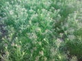 CUMIN seeds plant  jeera tree  Jira farm  Jeera biz  fluffy volume bush of cumin (zira) on a farming in INDIA Royalty Free Stock Photo