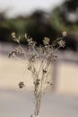 cumin seeds plants close up view,Zira, cumin plant and cumin seeds. ,Indian cumin seed