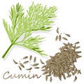 Cumin Zira seeds seasoning for meals and soups on a white background vector illustration