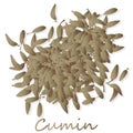 Cumin Zira seeds seasoning for meals and soups on a white background vector illustration