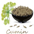 Cumin Zira seeds seasoning for meals and soups on a white background vector illustration