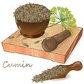 Cumin Zira seeds seasoning for meals and soups on a white background vector illustration