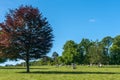 Sheep grazing at Dumfries House in Cumnock, Scotland, UK. Royalty Free Stock Photo