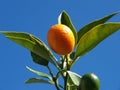 Cumquat 3 Royalty Free Stock Photo