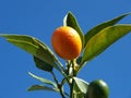 Cumquat 3