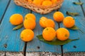 Cumquat or fortunella wild orange fruits with green leaves Royalty Free Stock Photo