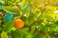 Cumquat fruit in summer garden. Fortunella japonica kumquats under summer sun