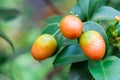 Cumquat, kumquat , orange with leaf isolated on background close