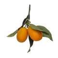 Cumquat, kumquat twig orange fruits and green leaves isolated on white background. Hanging down.