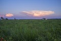 Cumulonimbus capillatus cloud over tomato field Royalty Free Stock Photo