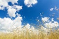 Cumulus clouds on aero blue sky over ripening oat cereal ears field Royalty Free Stock Photo