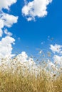 Cumulus clouds on aero blue sky over ripening oat grain ears field Royalty Free Stock Photo