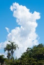 Cumulus clouds over palm trees