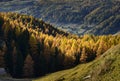 Cuneaz, Yellow larches in autumn (North Italy)