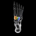 Cuneiform bones of the foot, 3D illustration