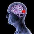 Cuneus gyrus highlighted in the brain of an elderly person, 3D illustration. Royalty Free Stock Photo