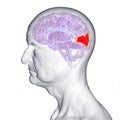 Cuneus gyrus highlighted in the brain of an elderly person, 3D illustration. Royalty Free Stock Photo