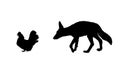 Cunning coyote lurks a hen vector silhouette illustration isolated on white