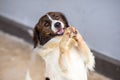 Cunning dog standing with front legs raised. To greet a request for food Funny and cute face Royalty Free Stock Photo