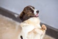 Cunning dog standing with front legs raised. To greet a request for food Funny and cute face Royalty Free Stock Photo