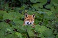 Cunning Female Fox Hiding in Green Leaves, Ireland