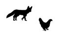 Cunning fox lurks a hen vector silhouette illustration isolated on white background.