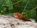 Cunning look squirrel on natural forest backfround Royalty Free Stock Photo