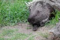 porcupine sly glance Royalty Free Stock Photo