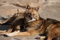 Cunning and quick-witted Golden Jackal loves sweets and pheasants