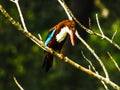 The cunning and sharp kingfisher Royalty Free Stock Photo