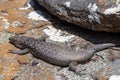 Cunningham`s Skink