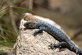 Cunningham\'s Spiny-tailed Skink Royalty Free Stock Photo