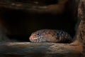 Cunningham`s spiny-tailed skink , Egernia cunninghami, in the dark nest hole. Lizard from southeatern Australia in the nature Royalty Free Stock Photo