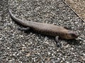 Cunningham`s spiny-tailed skink Photo Royalty Free Stock Photo