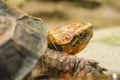 Cuora galbinifrons (turtle) 1 Royalty Free Stock Photo