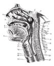 Cup antero-posterior of the oral cavity and throat back revealin