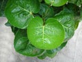 Cup bowl heart shape leaves