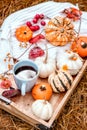 Cup with coffee and different autumn berries, leaves, decorative mini pumpkins. Autumn still life in the garden. Royalty Free Stock Photo